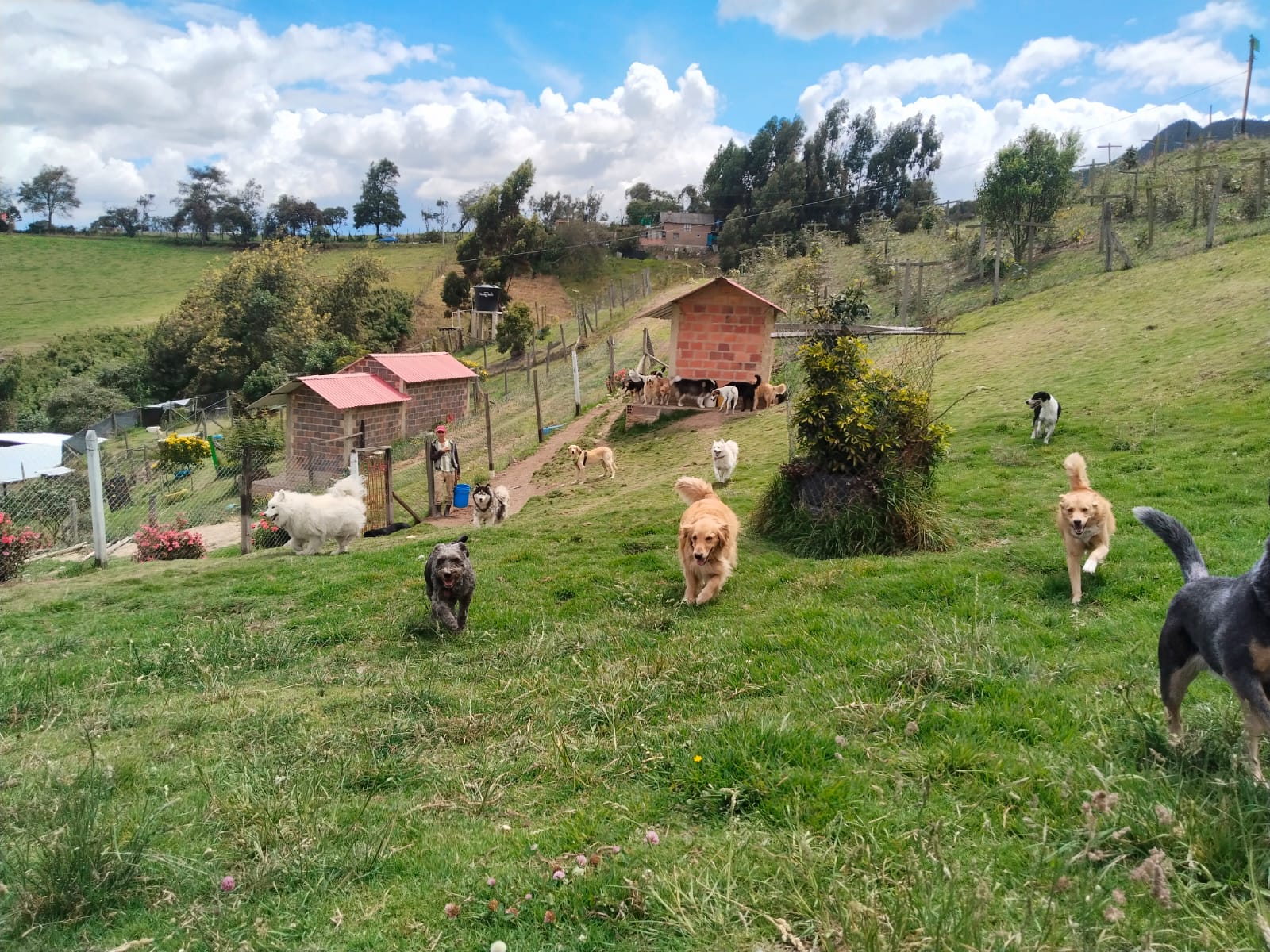 Alaska Dog guardería canina en Cajica