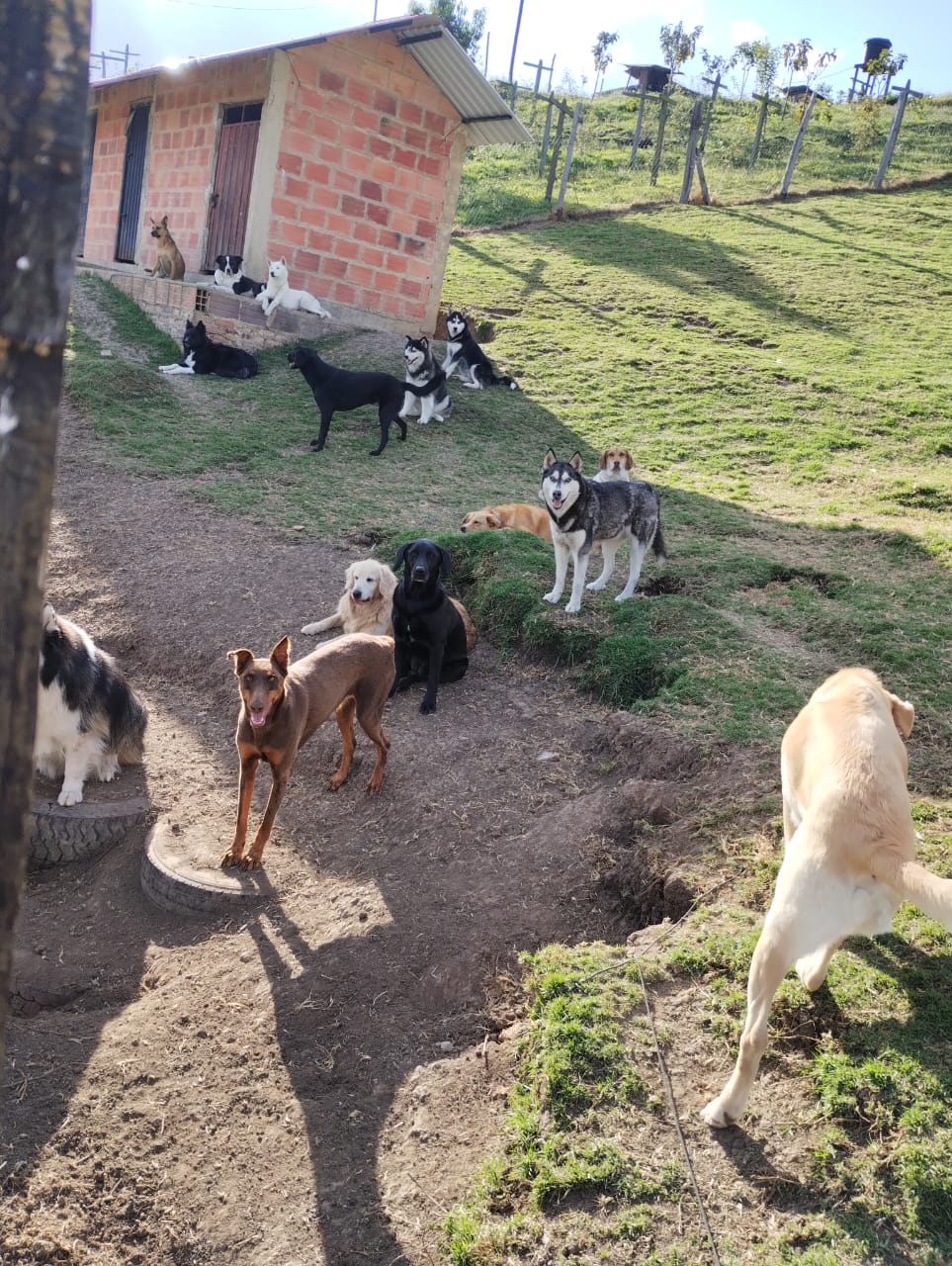 Guardería Canina Cajicá