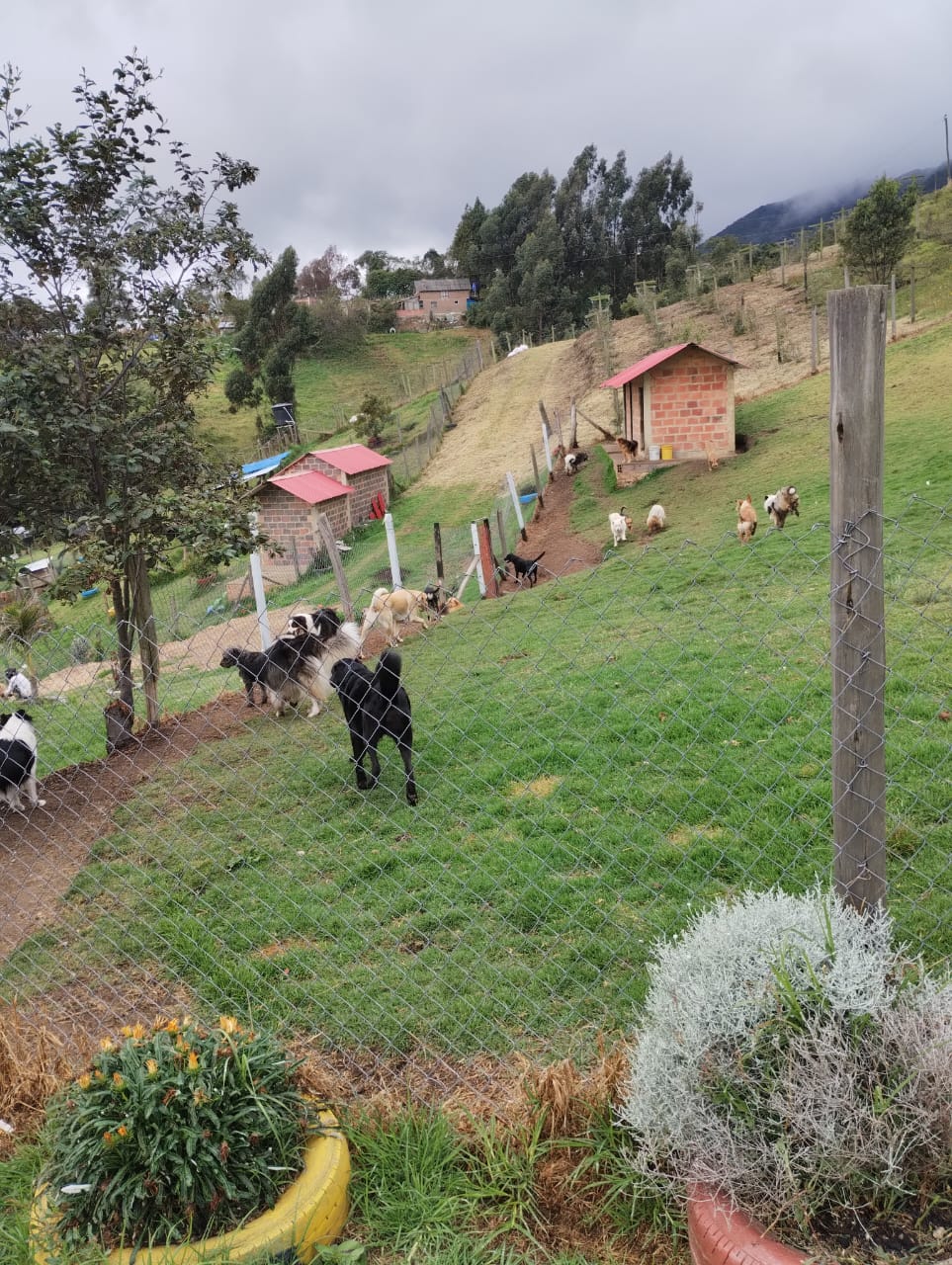 Guardería Canina Cajicá