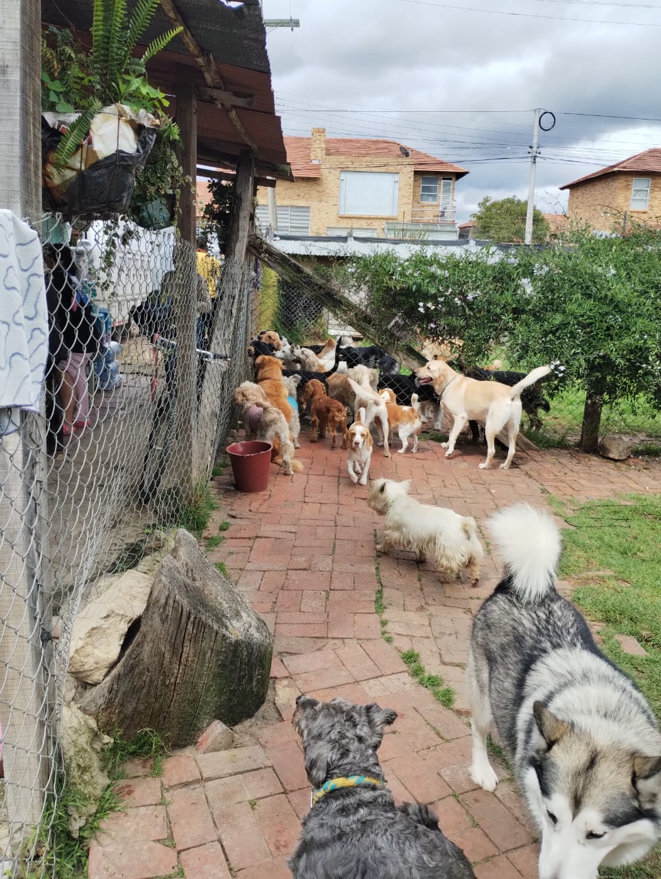 Guardería Canina Cajicá