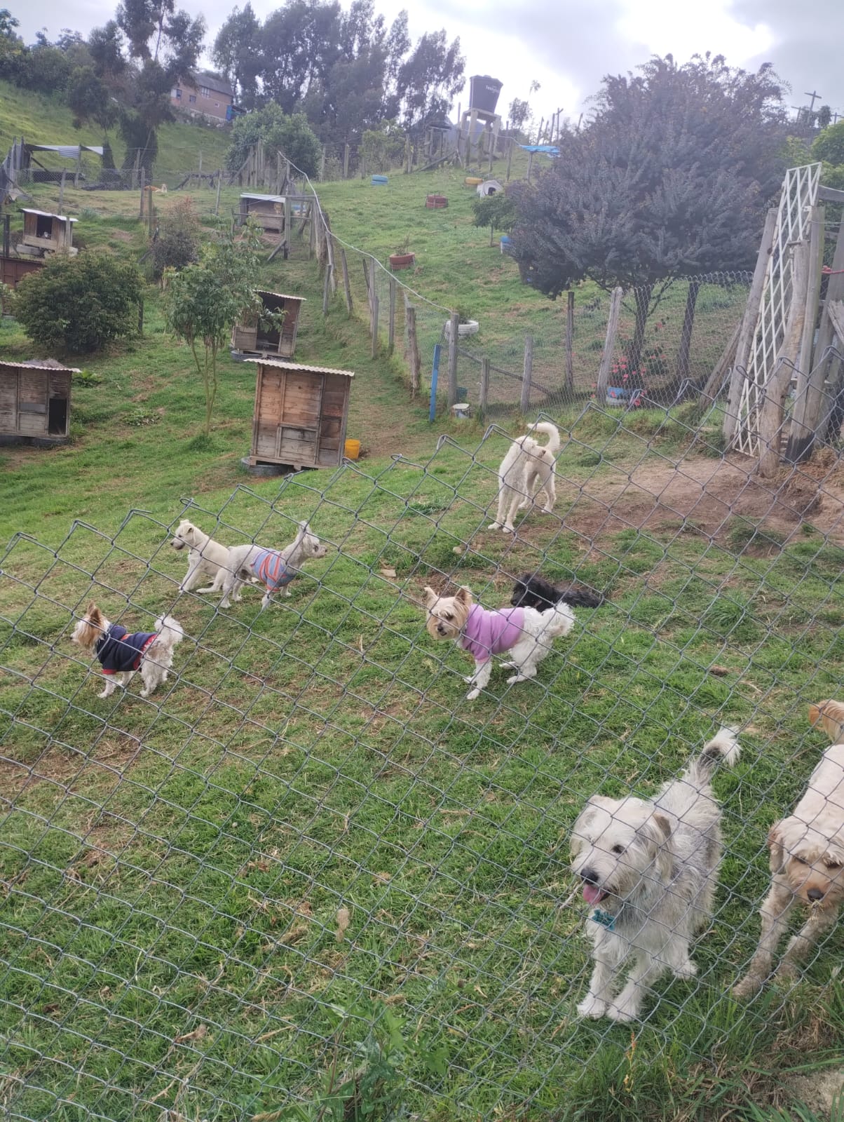 Guardería Canina Cajicá