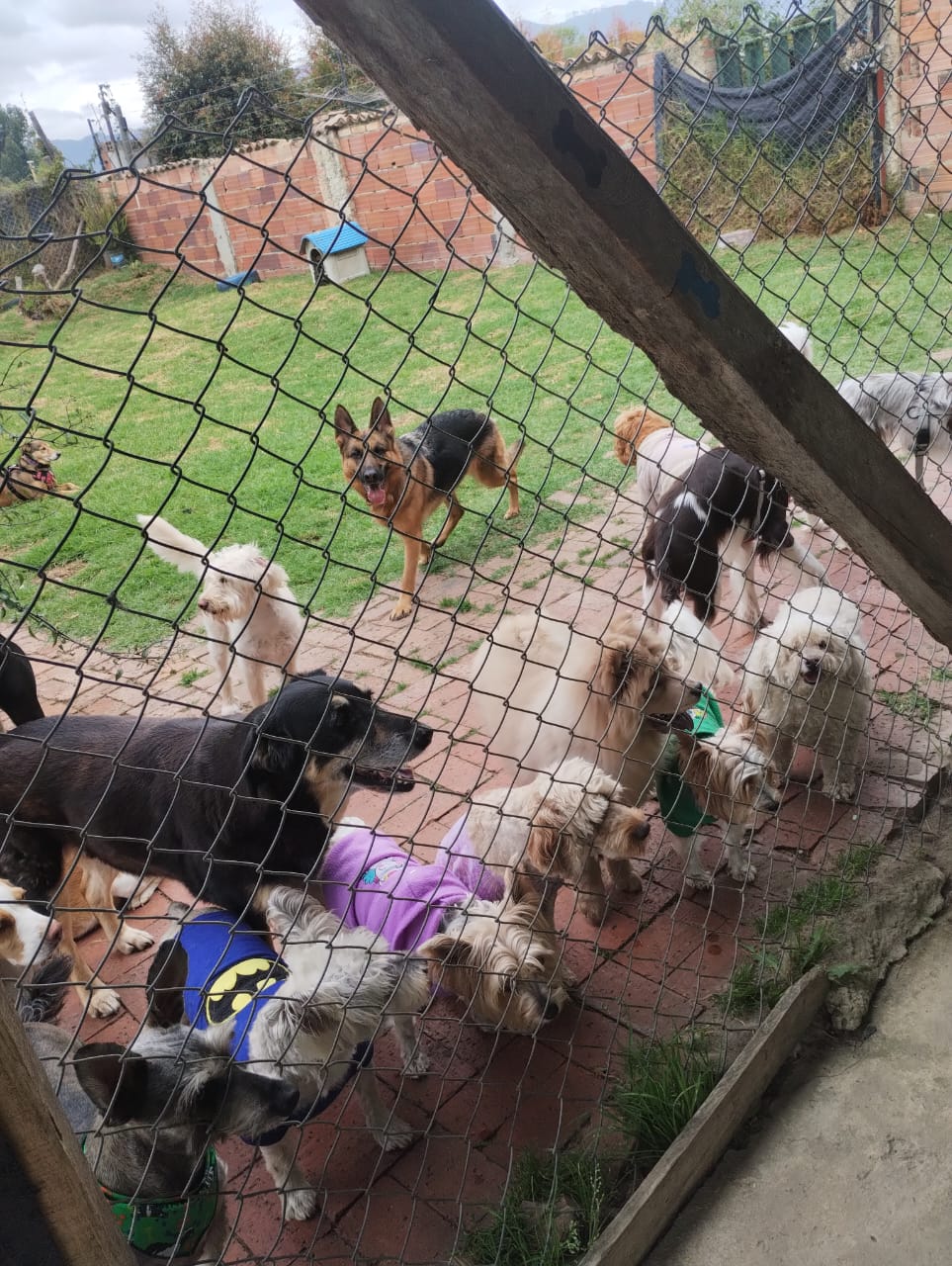 Guardería Canina Cajicá