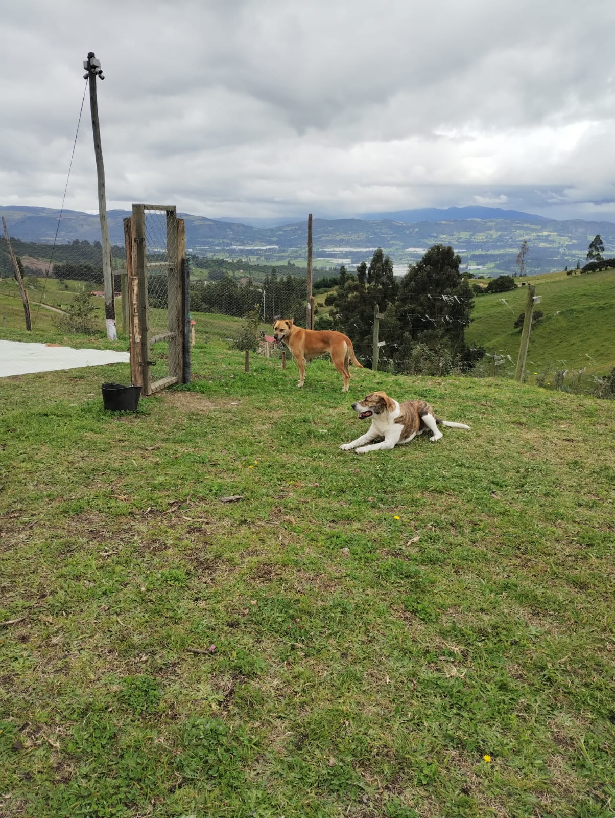 Guardería Canina Cajicá