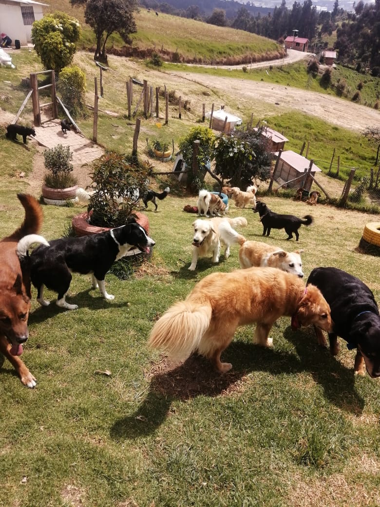 Guardería Canina